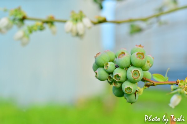 20160414-DSC_2995