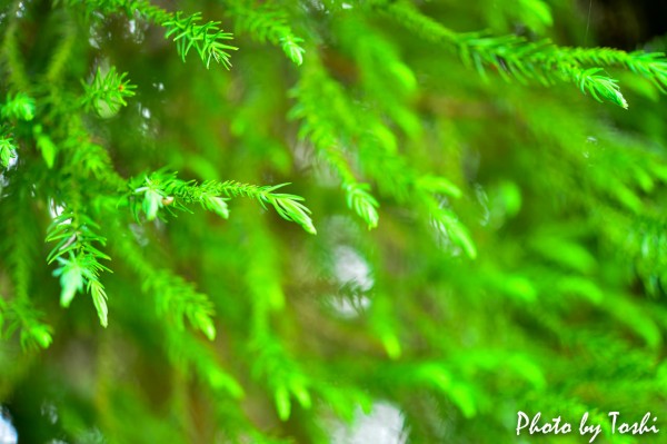 20160514-DSC_3304
