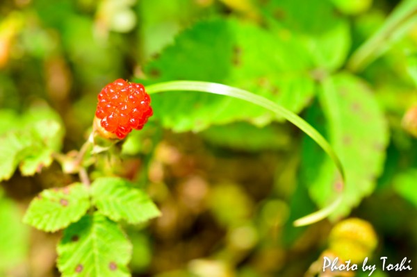 20160514-DSC_3306