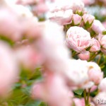 20160514-DSC_3356