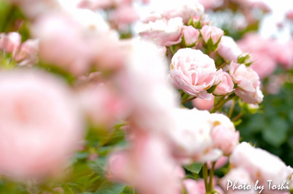 20160514-DSC_3356