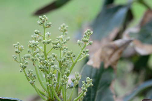 「徳之島」ですくすく育つ【熱帯植物】の花芽を紹介するよ！ | 花徳マンゴー