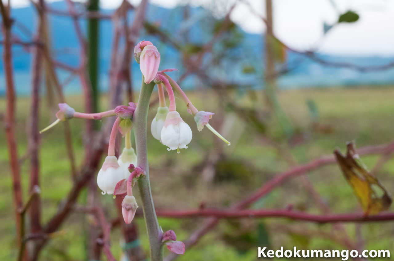 徳之島で育てるブルーベリーの花