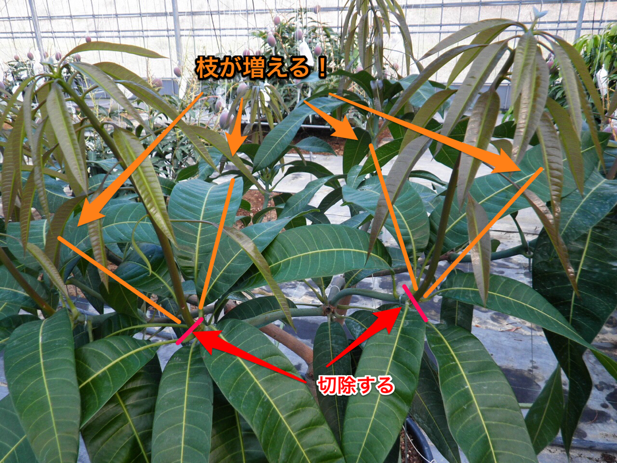 マンゴー栽培 大型マンゴーの品種 レッドキンコウ の剪定の仕方 花徳マンゴー