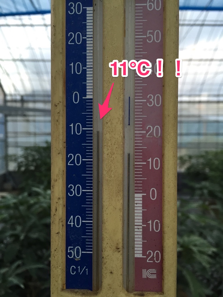 徳之島での12月の温度計の様子