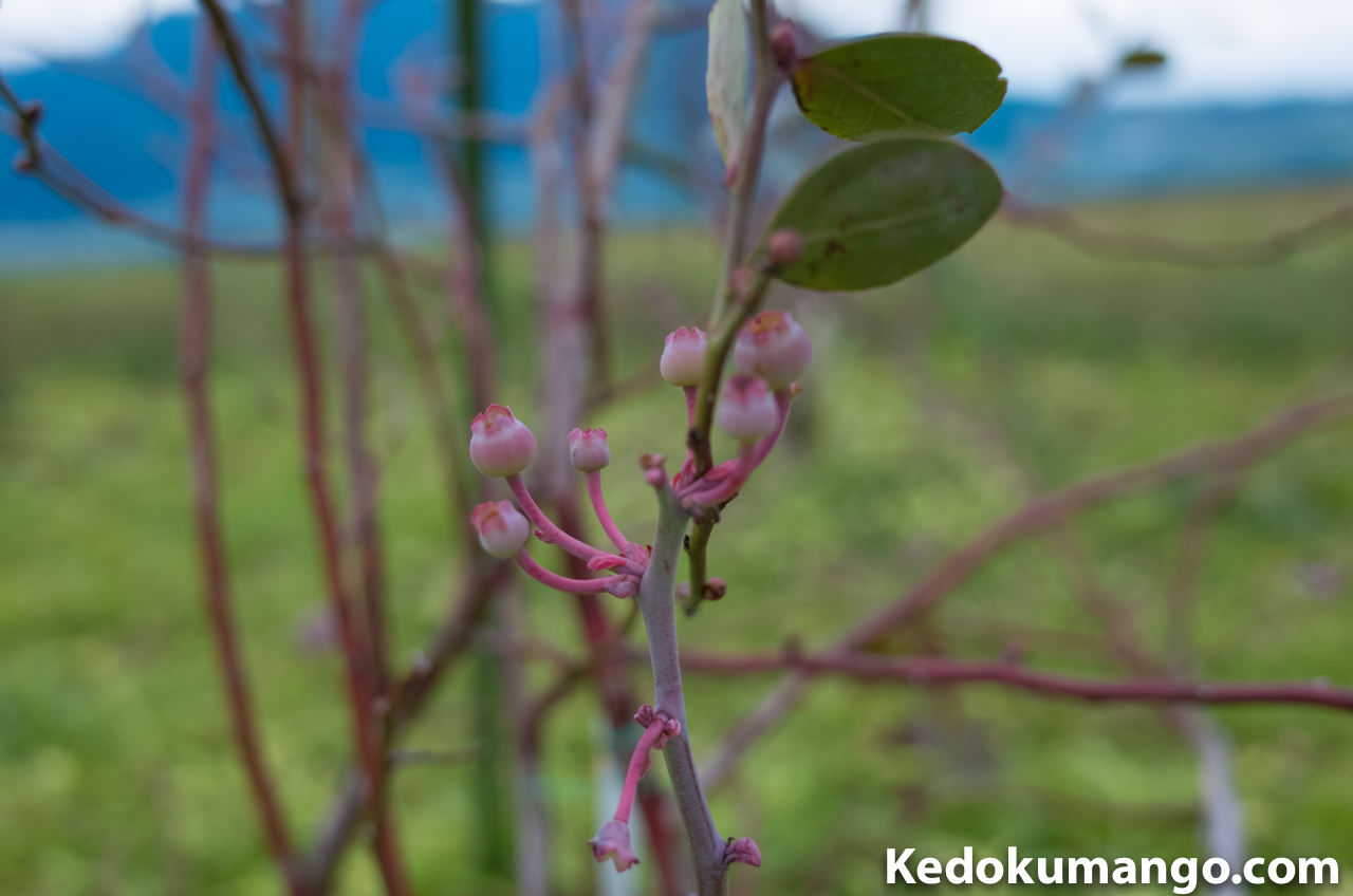 【ブルーベリー栽培】2月上旬のブルーベリーの成長の様子をご紹介！ | 花徳マンゴー