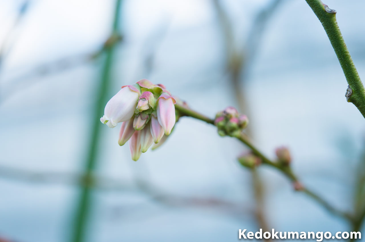 3月上旬の徳之島でのブルーベリーの開花の様子-1