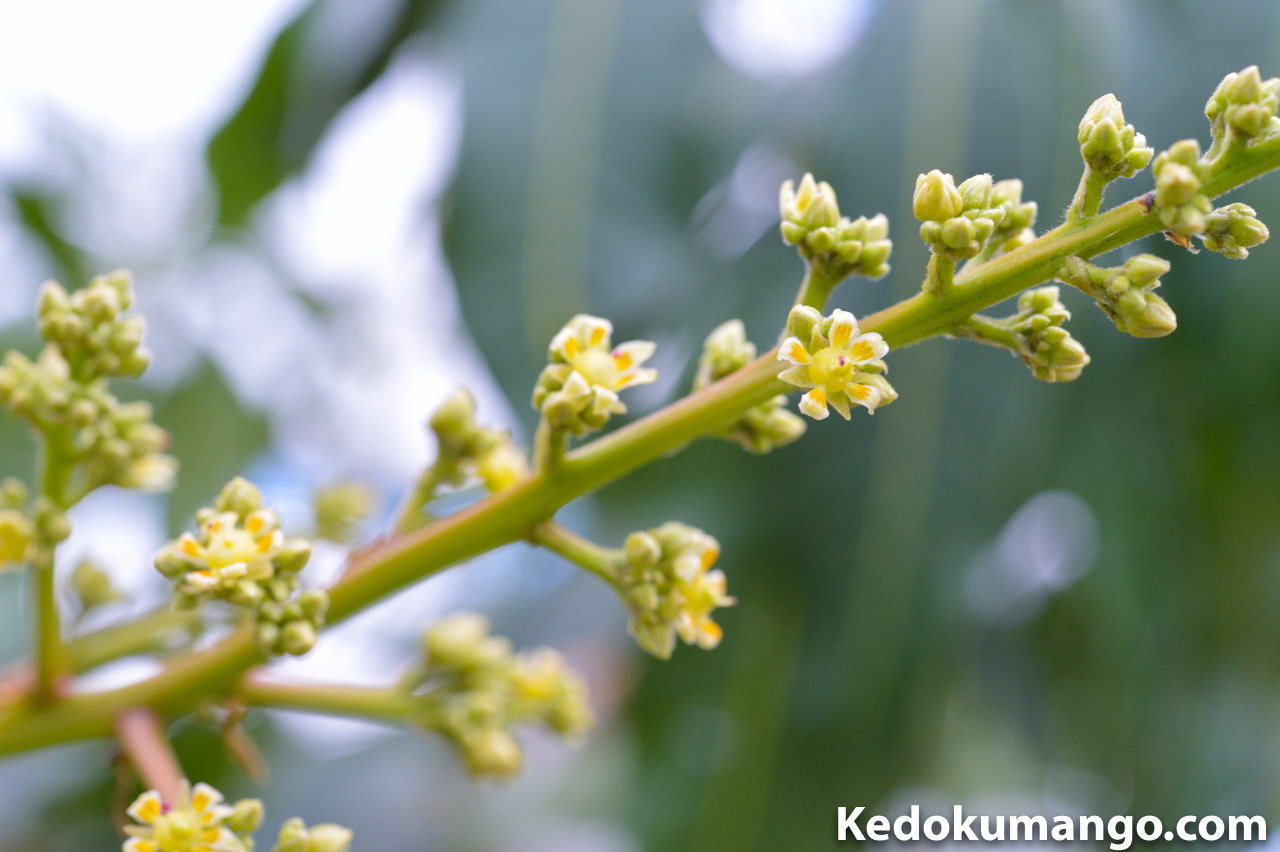 緑色のマンゴー「キーツ」の花は、色も少し違っているぞ！ | 花徳マンゴー