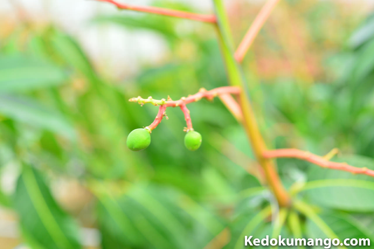 開花と着果で疲れている「キーツマンゴー」を救うぞ！Part2 | 花徳マンゴー