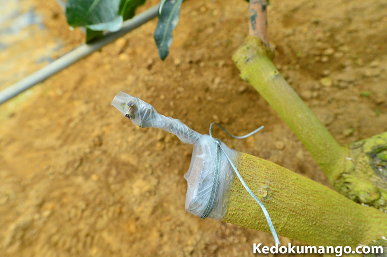 マンゴー原種へ大型マンゴー『レッドキンコウ』を接木したよ！ | 花徳マンゴー