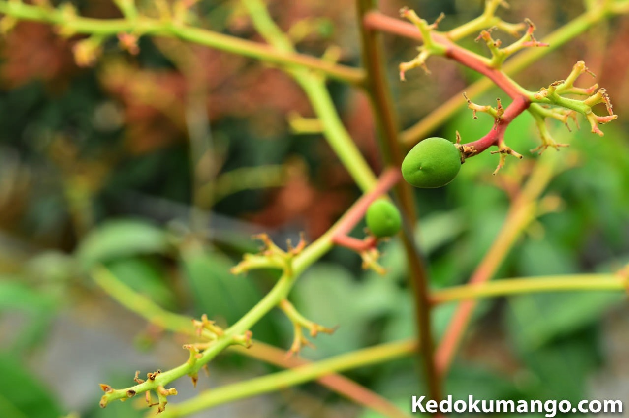 開花と着果で疲れている「キーツマンゴー」を救え！ | 花徳マンゴー
