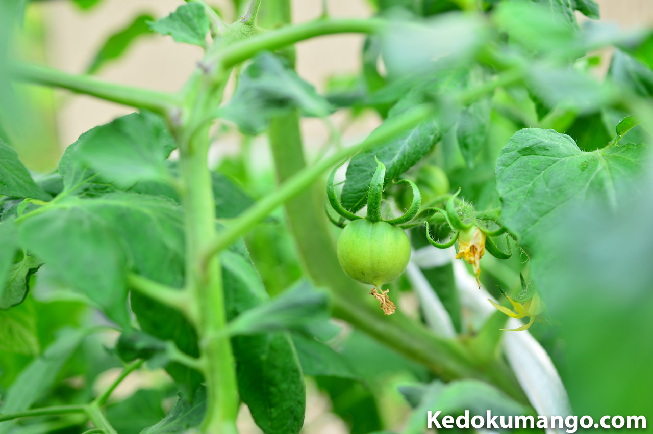 徳之島の家庭菜園で栽培するトマトが着果した様子_1