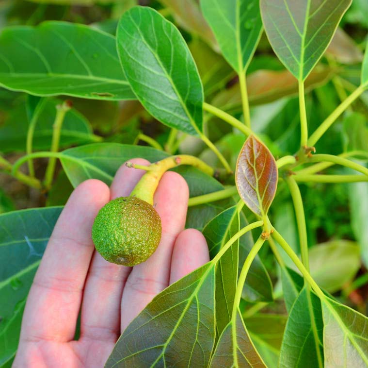 徳之島で栽培する2016年6月「アボカド」の果実肥大の様子 | 花徳マンゴー