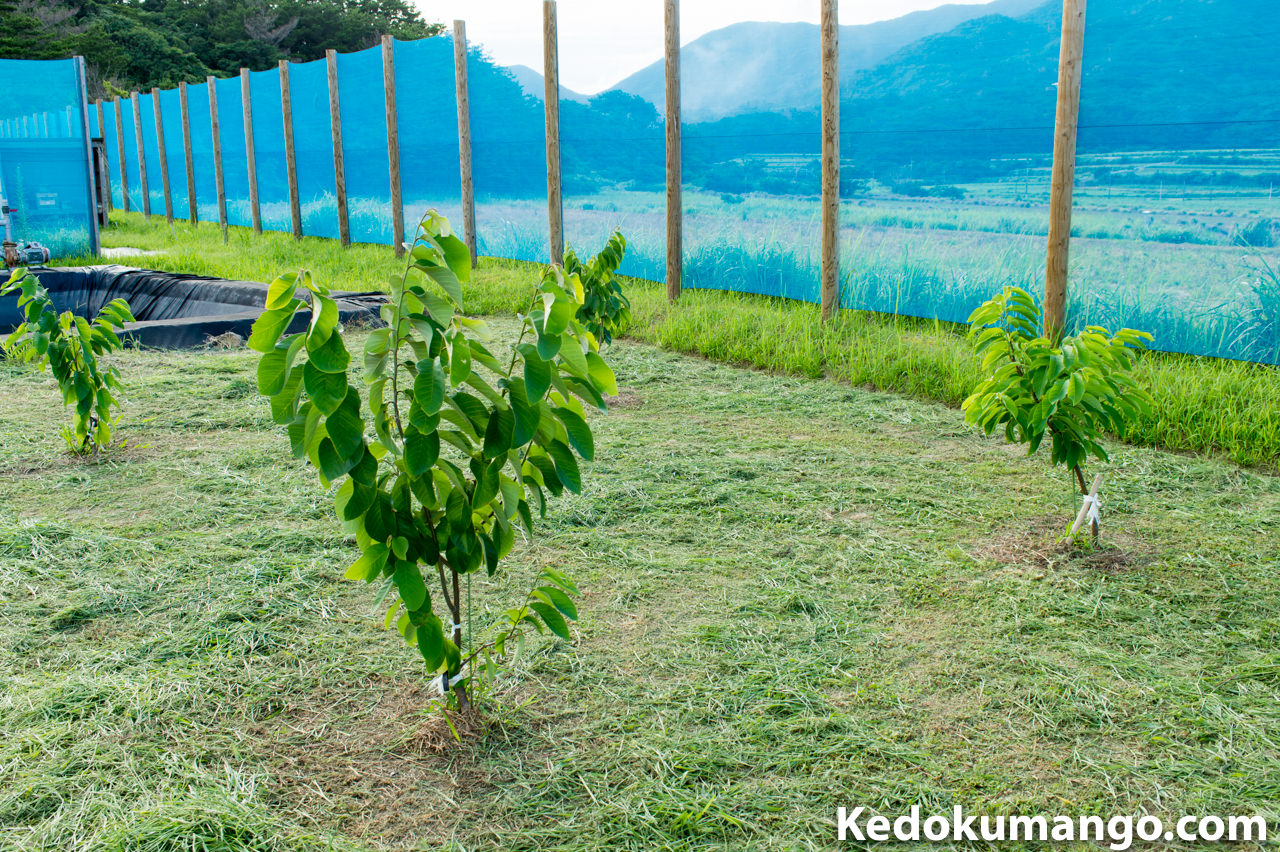 鹿児島県の徳之島で栽培する世界三大美果の「チェリモヤ」