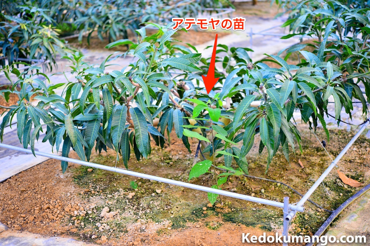 マンゴーの隣で育つアテモヤの苗木