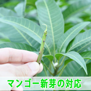 【マンゴー栽培】夏季剪定から伸びる3節目の新芽に対して処理を行いました！ | 花徳マンゴー