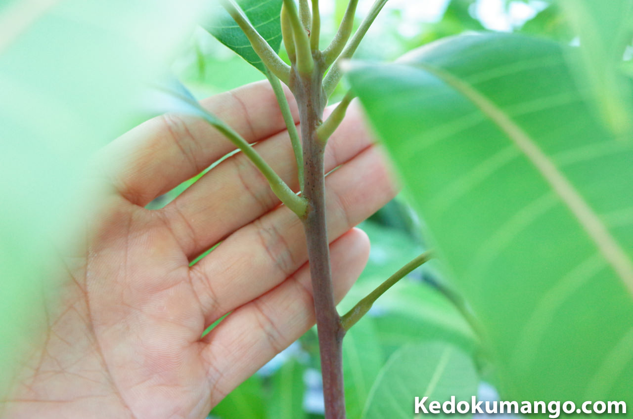 レッドキンコウの茎の赤み
