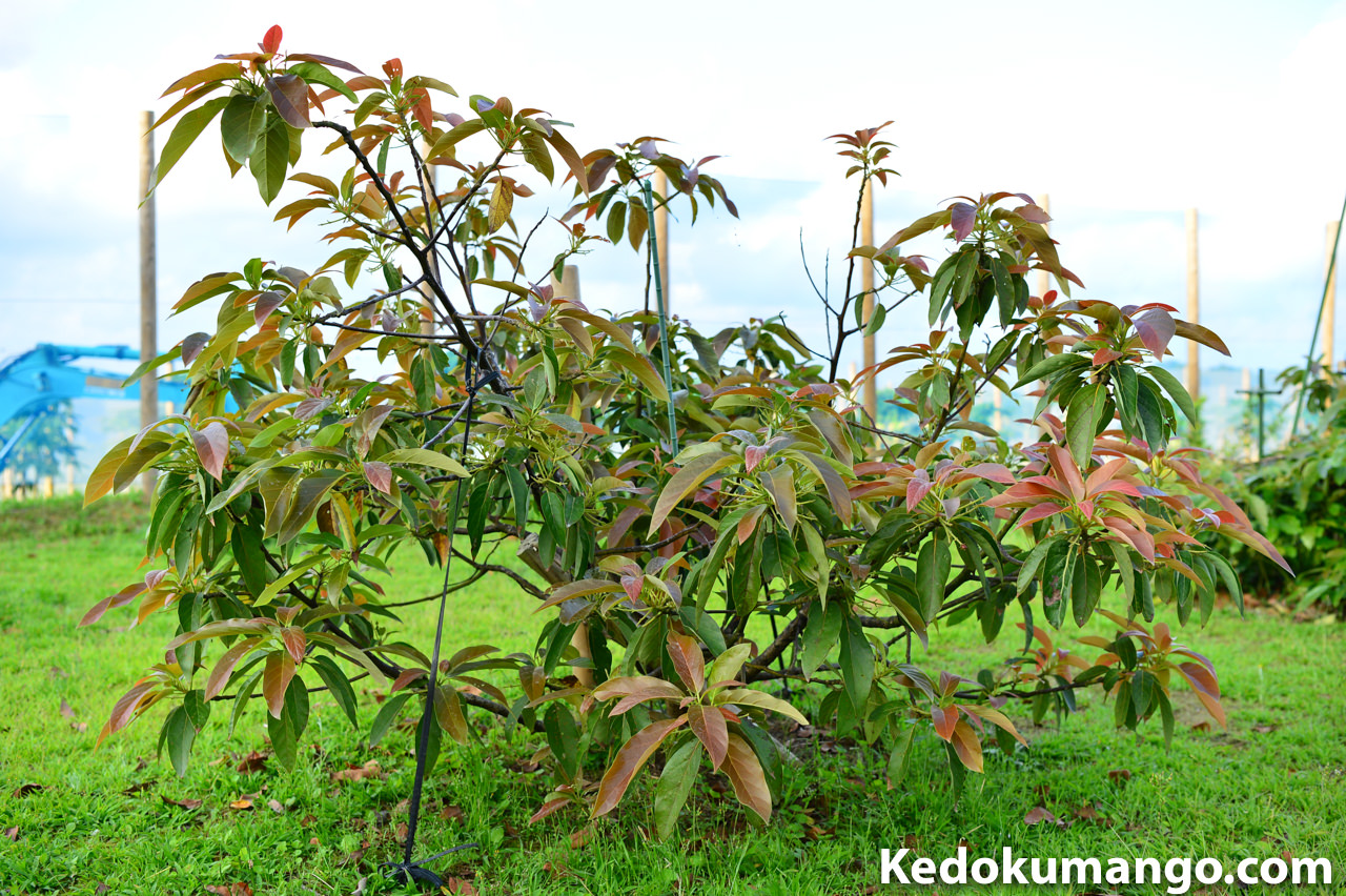 アボカド「ベーコン」の樹
