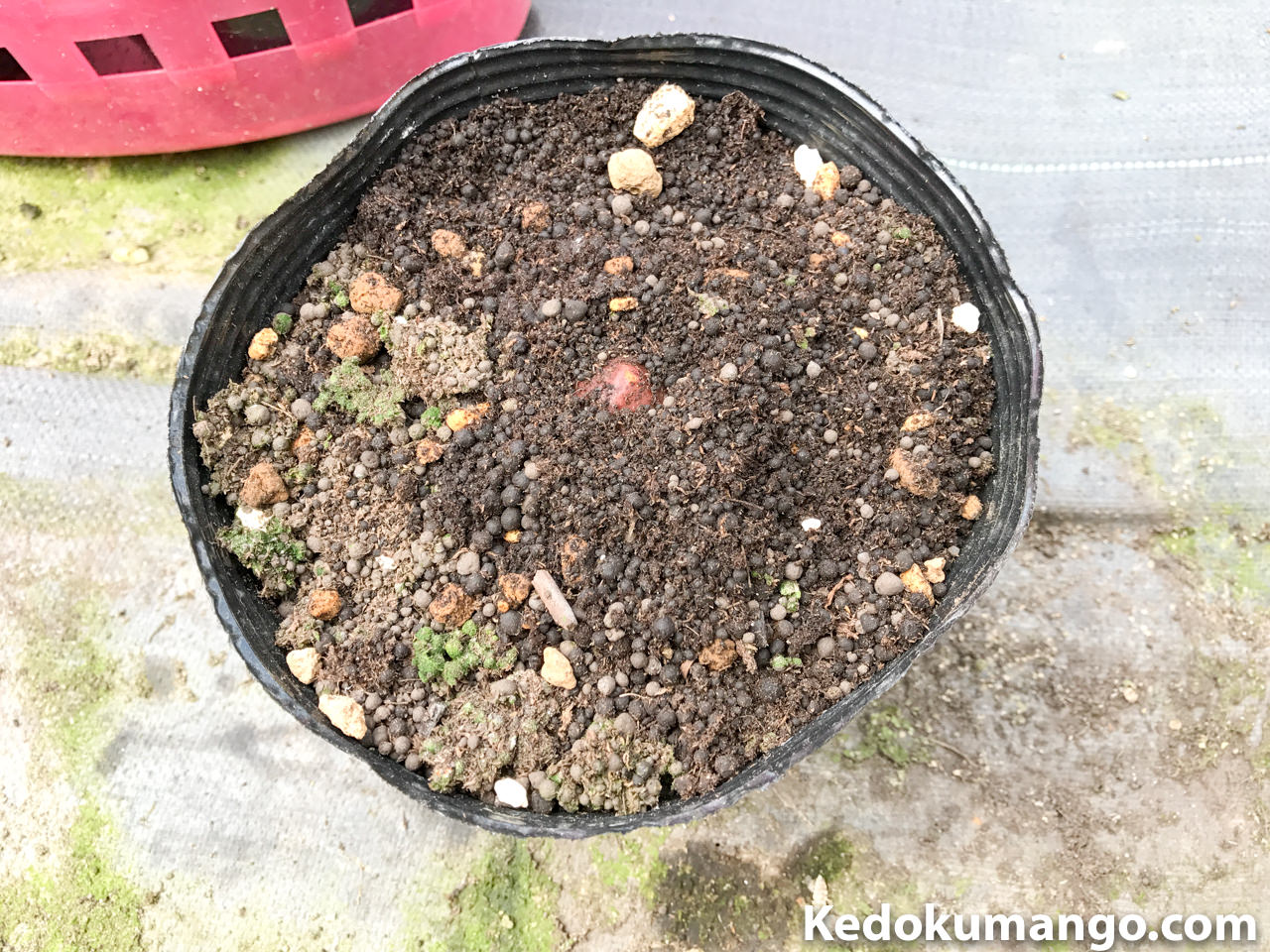 ポット鉢に植えたアボカドの種